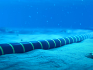 TotalEnergies Acquires Minority Stake in Xlinks Morocco-UK Power Project