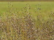 Salon du Bourget : TotalEnergies et Avril étudient le développement d’une filière française de cultures intermédiaires pour la production de carburants aériens durables